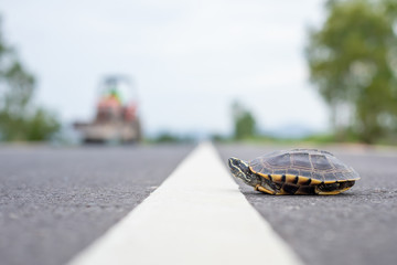 Driver stop the car to let turtle walking on the road. Safety and be careful driving concept