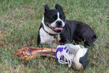 Funny Boston Terrier guarding human leg bone