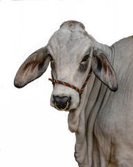 Isolated Brahman portrait