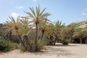 Famous beach at Vai with a beautiful palm forest on east Crete, Greece