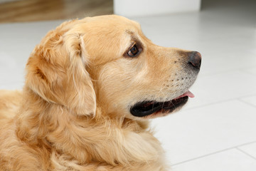 golden retriever dog looking  attentively