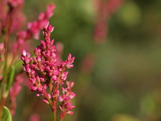藍の花のアップ