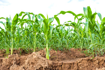 Green corn field, Row of corn plantation near sliding soil texture. Isolated on white