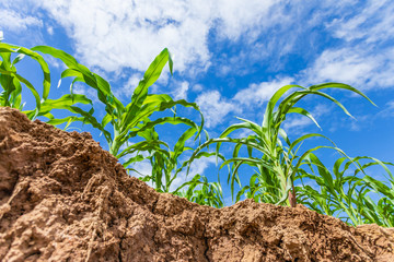 Young green corn field, Row of corn plantation near sliding soil texture after flooding.