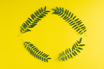 Green foliage, acacia branch composition on yellow background.