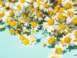 Fresh chamomile flowers - medicinal chamomile plant