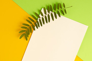 Green foliage, acacia branch and white paper composition on yellow background.