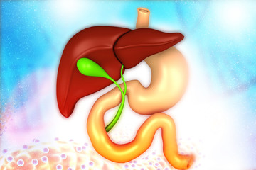 Human liver, digestive system on medical background. 3d illustration