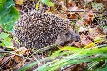 Hedgehog in the forest