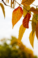 Autumn leaves are on sky background, on white background
