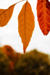 Fototapeta na wymiar Autumn leaves are on sky background, on white background