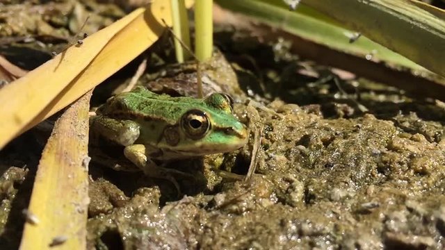 insects fly in the swamp