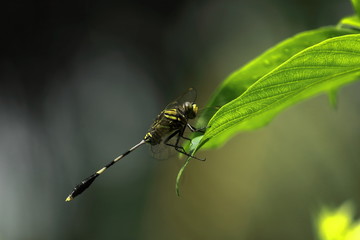 orthetrum sabina , the slender skimmer or green marsh hawk dragonfly belongs to the family of libellulidae. it is found in europe, north africa, australia, india and south-east asia