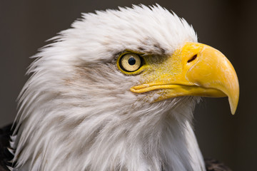 Obraz premium Closeup portrait of a bald eagle