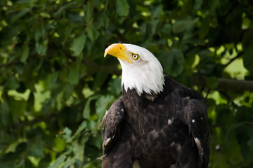 Closeup portrait of a bald eagle