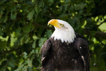 Closeup portrait of a bald eagle