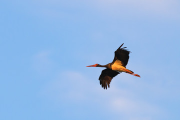 European black stork flying in front of a blue sky