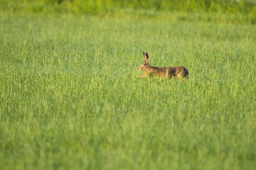 Naklejka na ściany i meble European hare running in a meadow