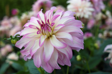 Pink and white Dahlia flower