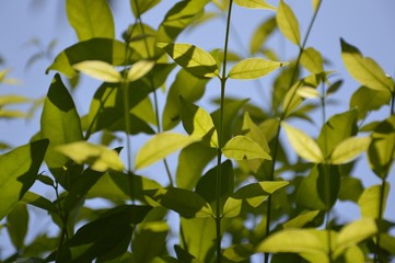 Fototapeta na wymiar close up Wrightia religiosa tree in nature garden