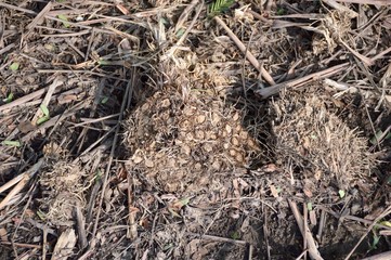 dry lemon grass root on the ground 