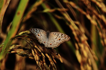 Fototapeta na wymiar the grey pansy or oriental grey pansy butterfly, junonia atlites is a species of nymphalid butterfly found in india and south asia