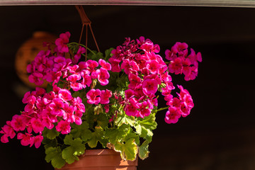 Beautiful geranium flowers,  on dark background