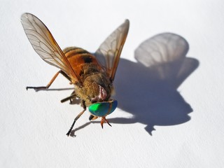fly macro close up shadow