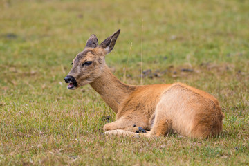 Naklejka na ściany i meble European roe deer laying in a meadow while eating