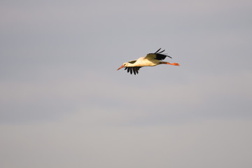 European white stork flying in front of a blue sky