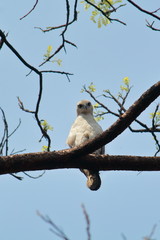 a juvenile changeable hawk-eagle or crested hawk-eagle (nisaetus cirrhatus) is sitting on a tree branch at chintamoni kar bird sanctuary in kolkata in west bengal in india