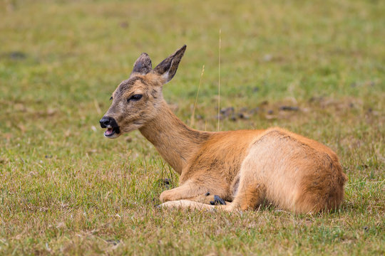 European roe deer laying in a meadow while eating