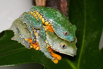 A pair of fringed leaf frogs in amplexus