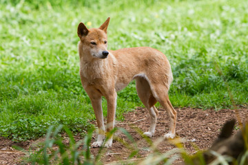 Dingo Portrait