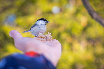  Bird on hand