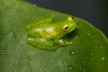 Young glass frog on a leaf