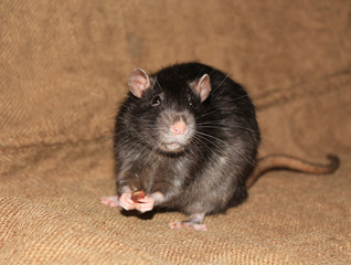 Gray rat holds a pine nut in its paws.