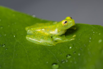 Young glass frog on a leaf
