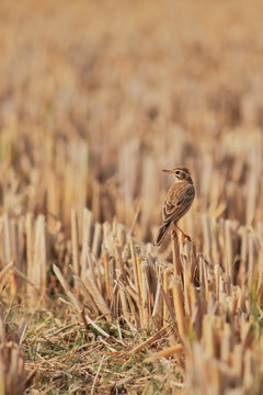 a paddy-field pipit or oriental pipit (anthus rufulus) in a paddy field, countryside of west bengal in india