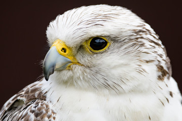 Closeup portrait of a gyr falcon