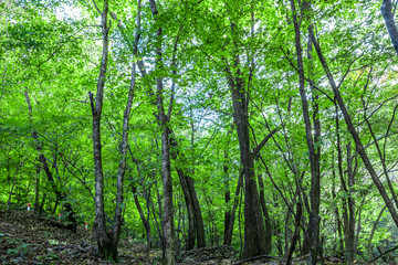 Morning in the summer forest