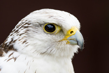 Fototapeta premium Closeup portrait of a gyr falcon