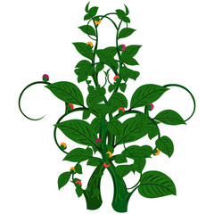 Green Pea Plant - Cartoon Vector Image