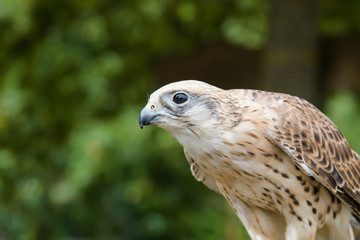 Closeup portrait of a gyr falcon hybrid