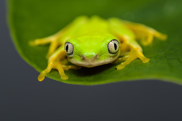 Young lemur leaf frog climbing on a plant