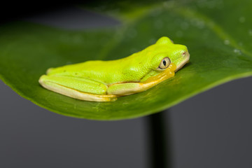 Young lemur leaf frog climbing on a plant