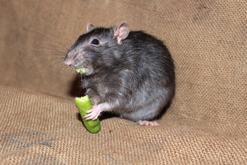 Rats eats a cucumber. Funny photo. Teeth made from slices of cucumber like a vampire.