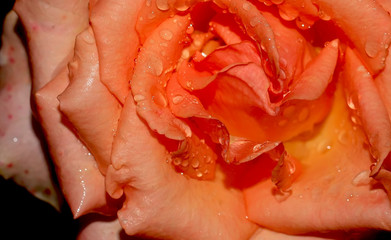 Art photo rose petals isolated on the natural blurred background. Closeup. For design, texture, background. Nature.Drops of morning dew on rose petals.