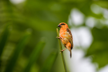 Male madagascan red fody on a branch