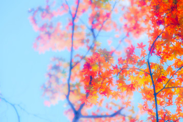 Fototapeta na wymiar The image of the tree in autumn season